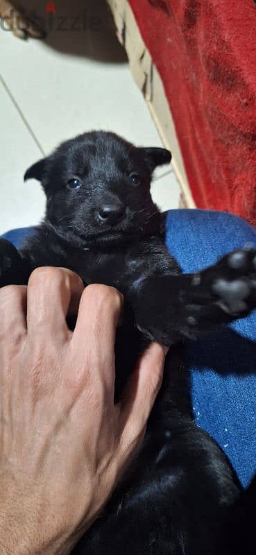 pure  royal black german shapered  puppies 5