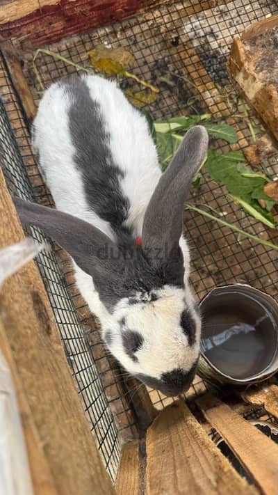 أرانب عملاقة شينشيلا وبابيون California Rabbit Chinchilla & Papillion