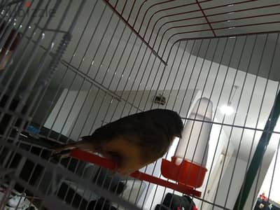 gloster canary for sale