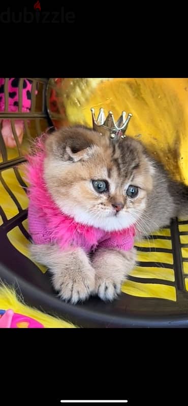 Golden Chinchilla Scottish fold 0