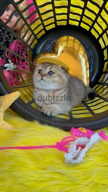 Golden Chinchilla Scottish fold 1