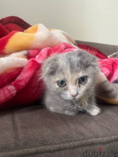 Adorable 3-Month-Old Scottish Fold Mix Kitten