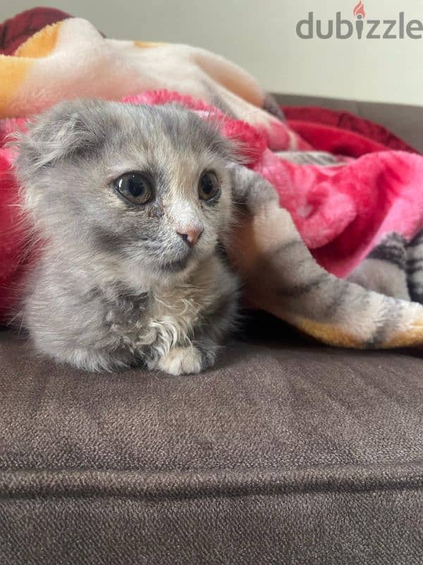 3-Month-Old Scottish Fold Mix Kitten 1