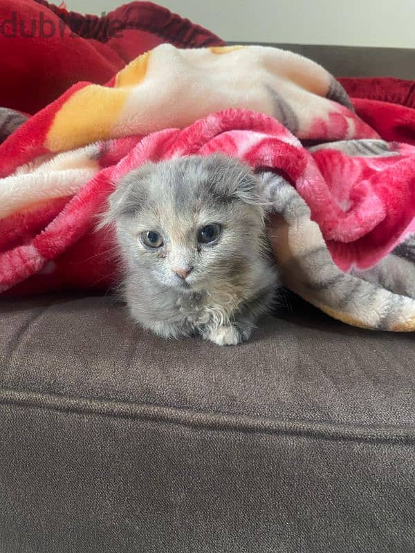 Adorable 3-Month-Old Scottish Fold Mix Kitten 2