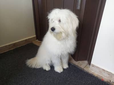 Maltese Bichon 8 months