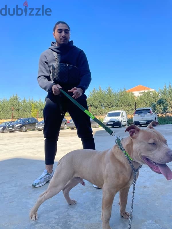 pitbull xxl 2