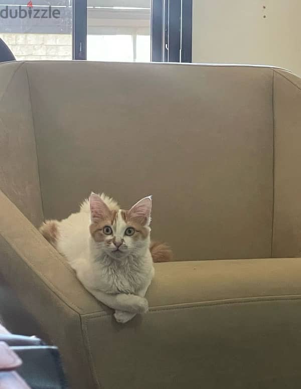 cat for adoption 2