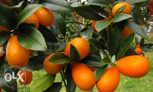 Turkish Kumquat good quality