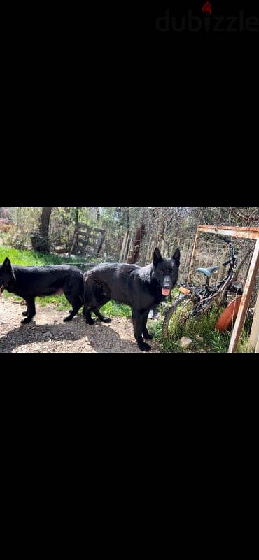 very unique German shepherd royal black 1