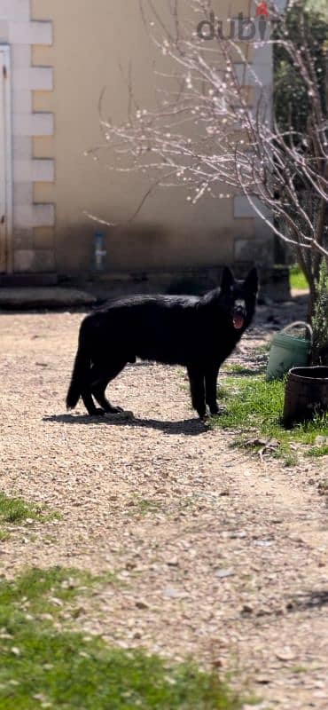 very unique German shepherd royal black 2