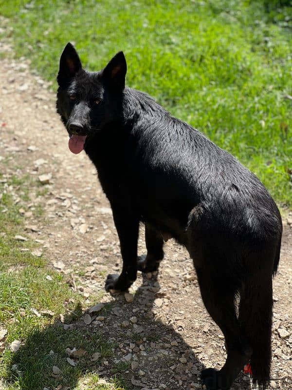 very unique German shepherd royal black 3