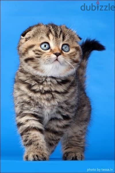 kitten scottish tiger