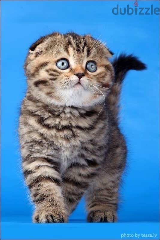 kitten scottish tiger 0