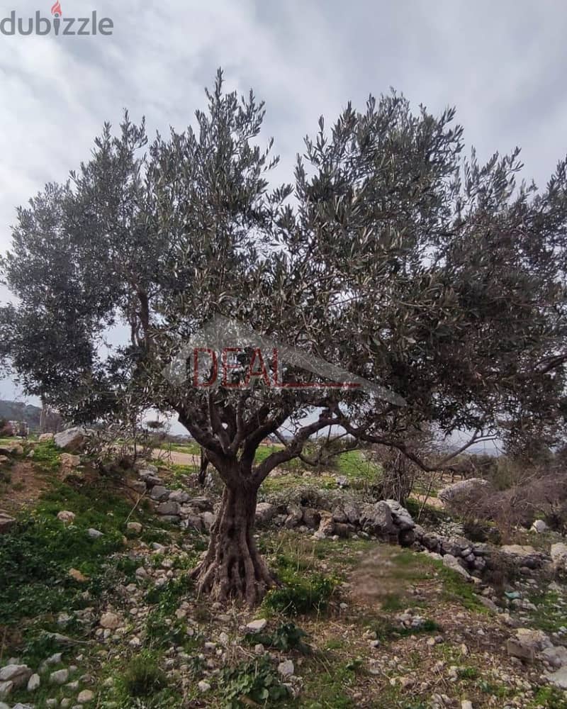 land for sale in Batroun Chabtine عقار للبيع في شبطين بترون 2