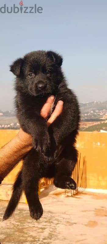 German shepherd 3