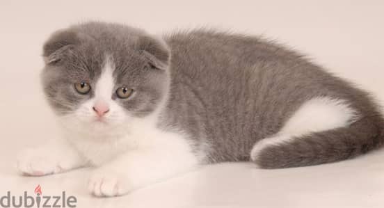 Scottish fold