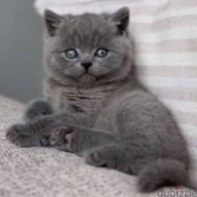 Scottish fold