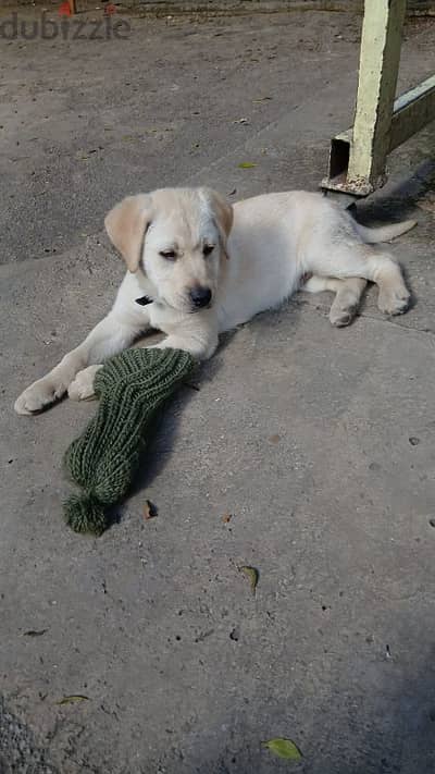 labrador retriever