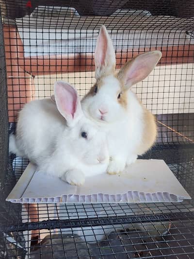 ارانب بلدي rabbits for sale