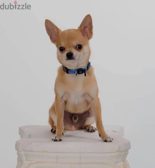 mini chihuahua 0