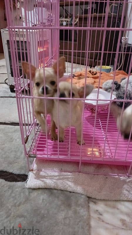 mini chihuahua 8