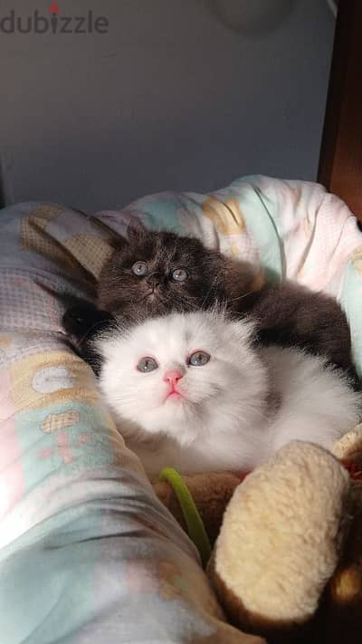 persian female ,mal kittens and one cat mature for sale