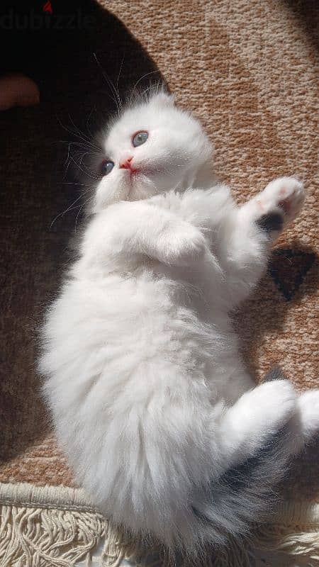 persian female ,mal kittens and one cat mature for sale 1