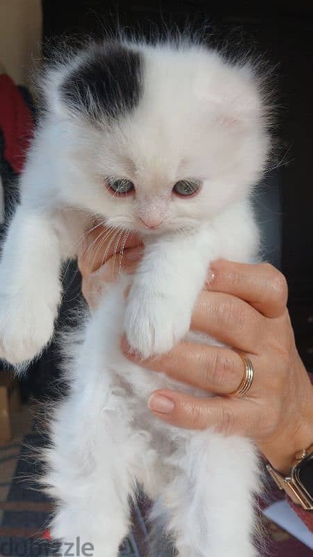 persian female ,mal kittens and one cat mature for sale 2