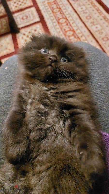 persian female ,mal kittens and one cat mature for sale 3