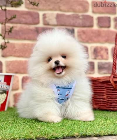 Small Size Pomeranian White Puppies/ Available in Store/ dog كلاب