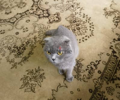 Scottish fold gray