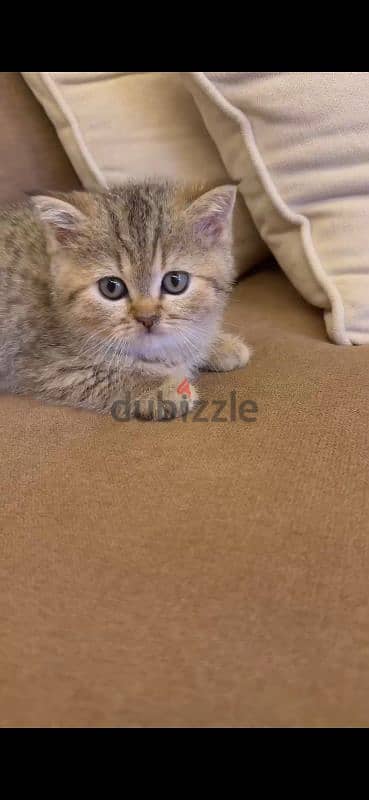 golden chinchilla/british shorthair mix kittens for sale 0