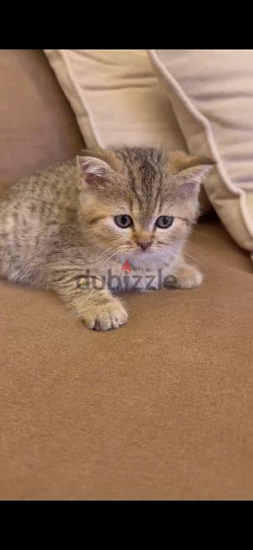 golden chinchilla/british shorthair mix kittens for sale 1