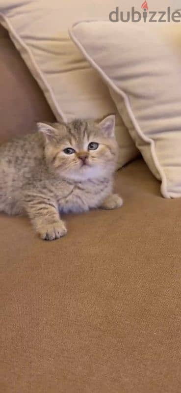 golden chinchilla/british shorthair mix kittens for sale 2