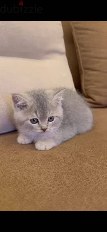 golden chinchilla/british shorthair mix kittens for sale 4