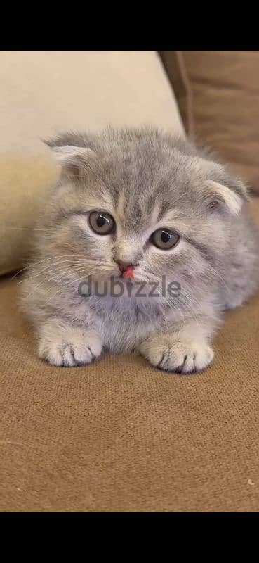 golden chinchilla/british shorthair mix kittens for sale 5