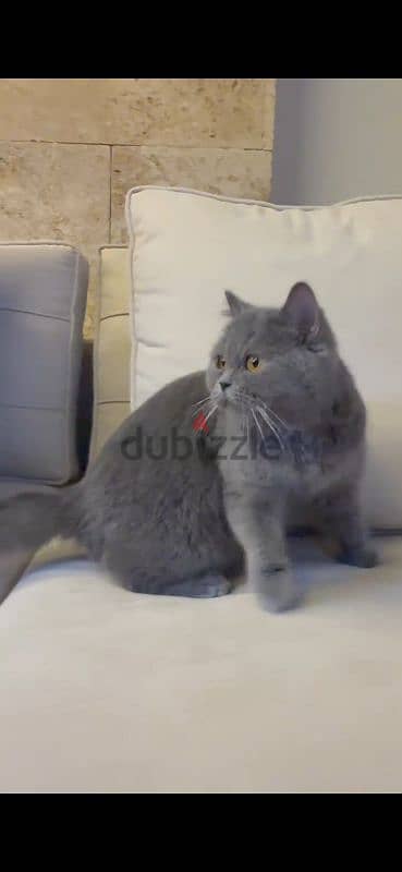 golden chinchilla/british shorthair mix kittens for sale 7