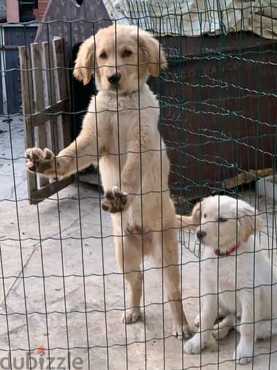 golden retriever puppy