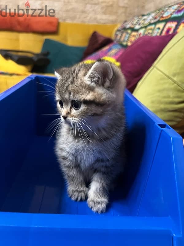 kitten for Sale 1