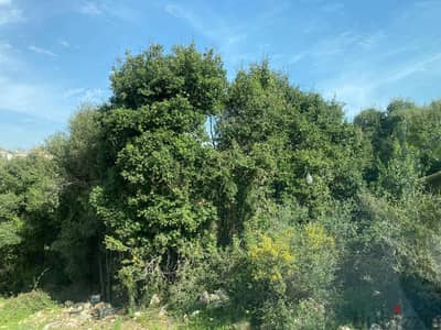 Land for sale in Edde-Batroun أرض للبيع في إده البترون