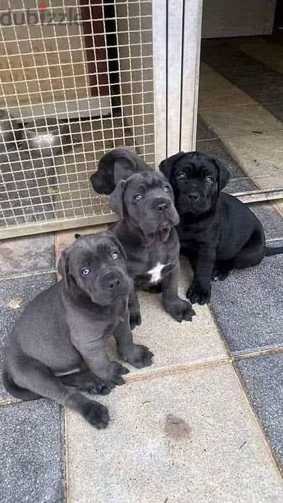 cane corso imported per customer request