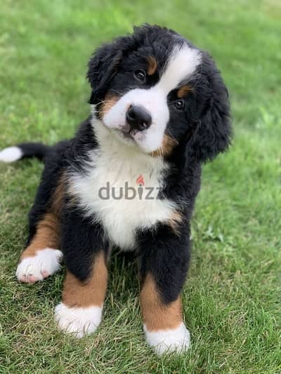 mountain bernese puppy per customer request