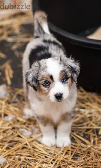 Border Collie Imported per customer request