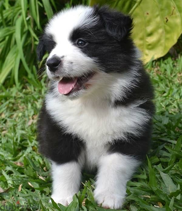 Border Collie Imported per customer request 1