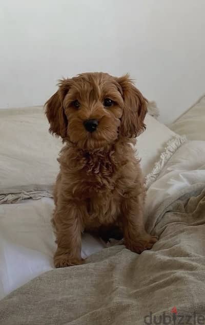 Mini Labradoodle Imported Available