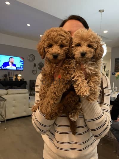 Mini Goldendoodle imported available