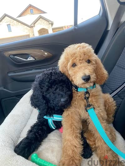 Large Goldendoodle imported per request