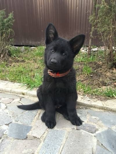 Royal Black Shepherd Imported per request