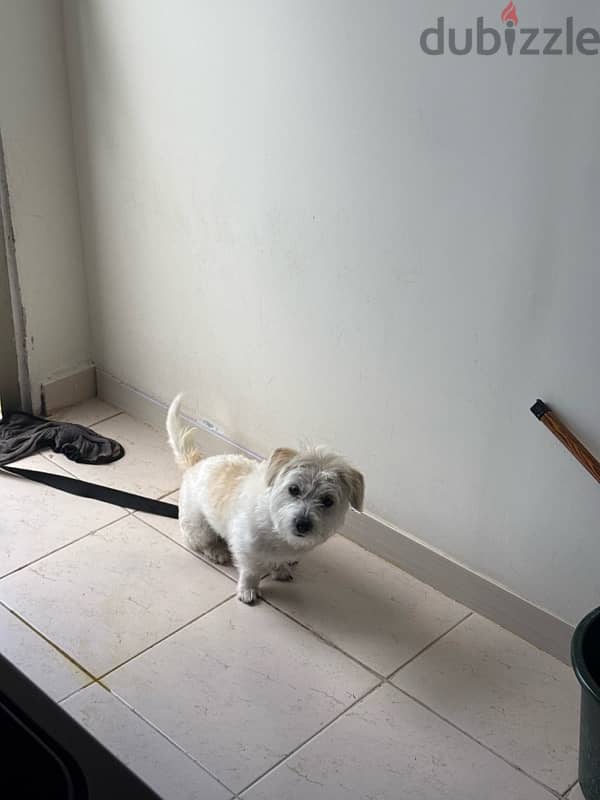 bichon maltese for sale 0