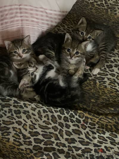 Kittens for Adoption